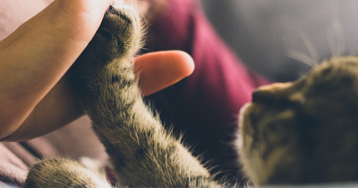 راهنمای تغذیه توله سگ و بچه گربه