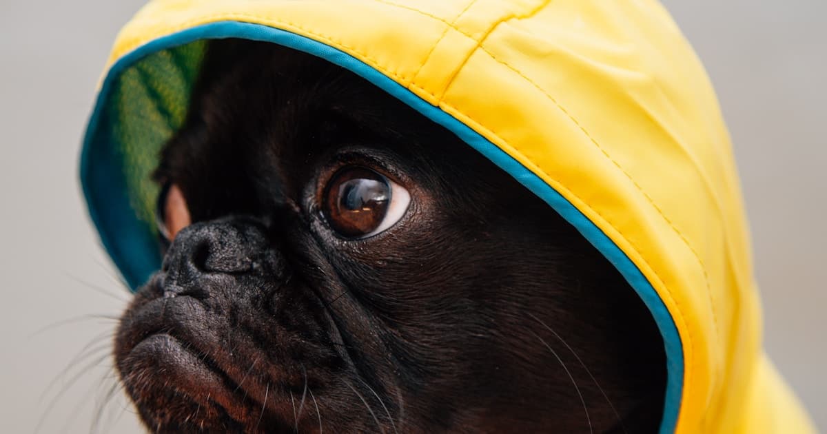 برنامه واکسیناسیون سگ و گربه